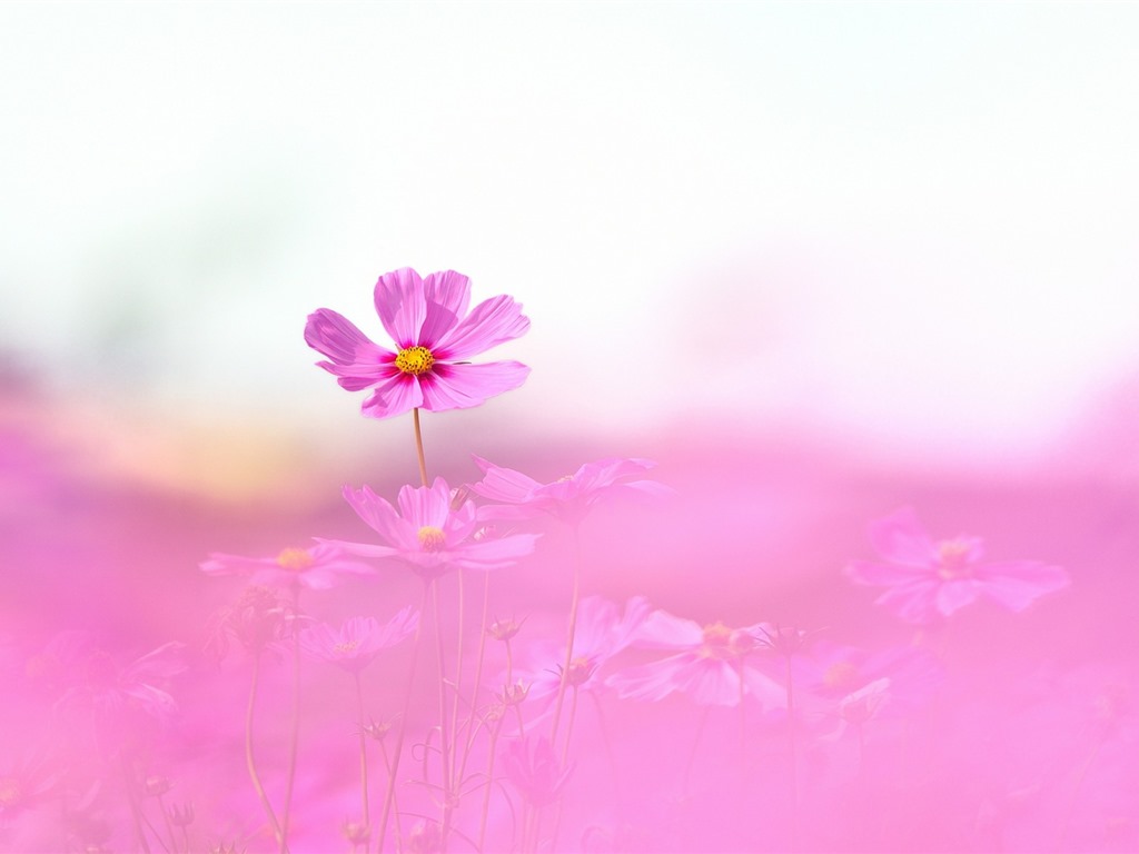 格桑鮮花桌面壁紙 #2 - 1024x768