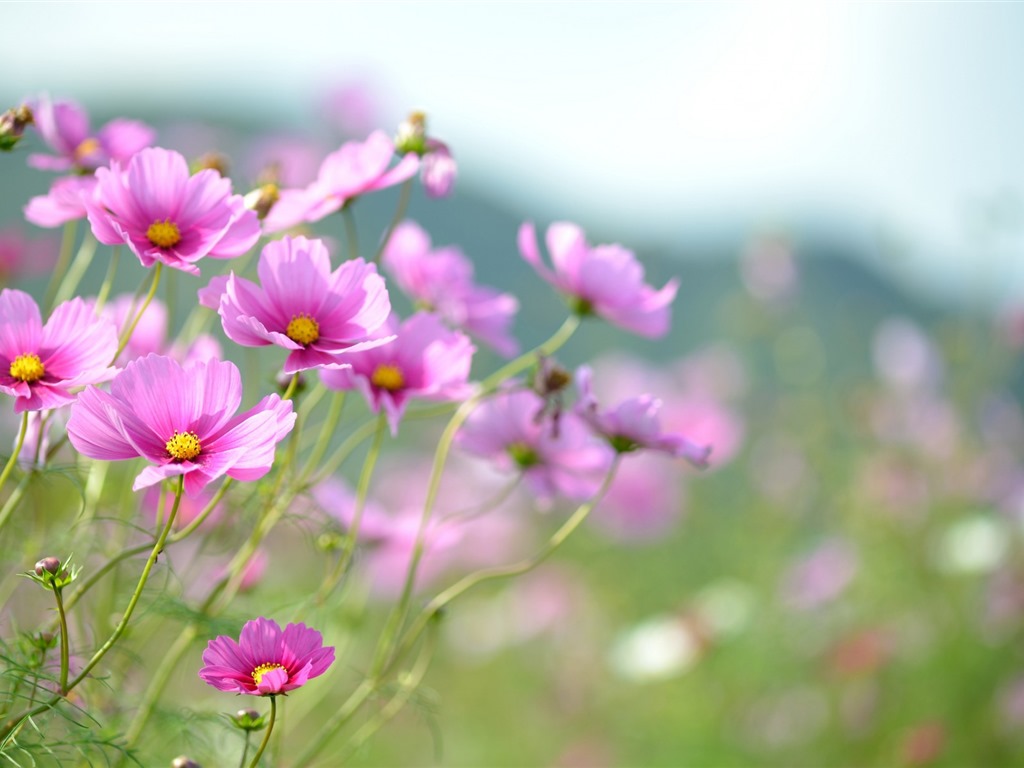 Gesang fonds d'écran fleurs de bureau #3 - 1024x768