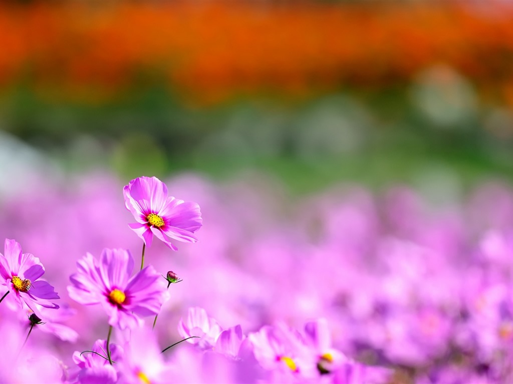 格桑鮮花桌面壁紙 #5 - 1024x768