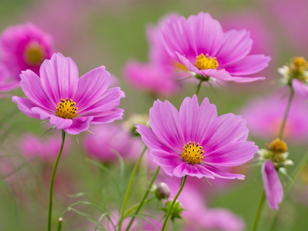格桑鮮花桌面壁紙 #6 - 1024x768