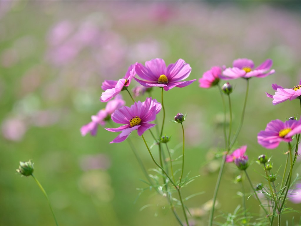 格桑鲜花桌面壁纸8 - 1024x768