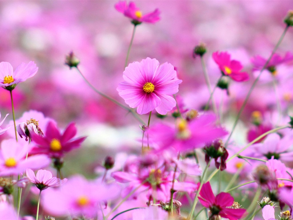 Gesang fonds d'écran fleurs de bureau #9 - 1024x768