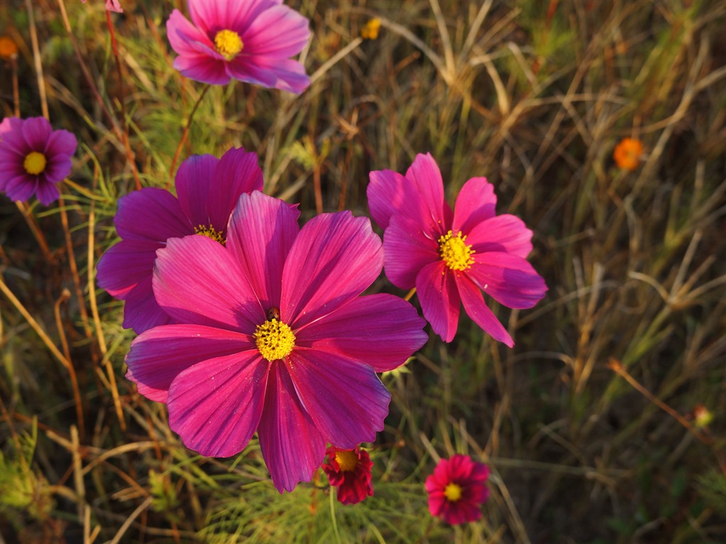 Gesang fonds d'écran fleurs de bureau #11 - 1024x768