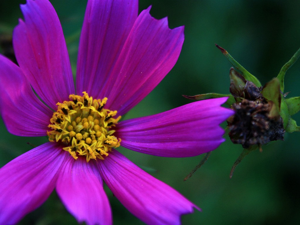 Gesang fonds d'écran fleurs de bureau #12 - 1024x768