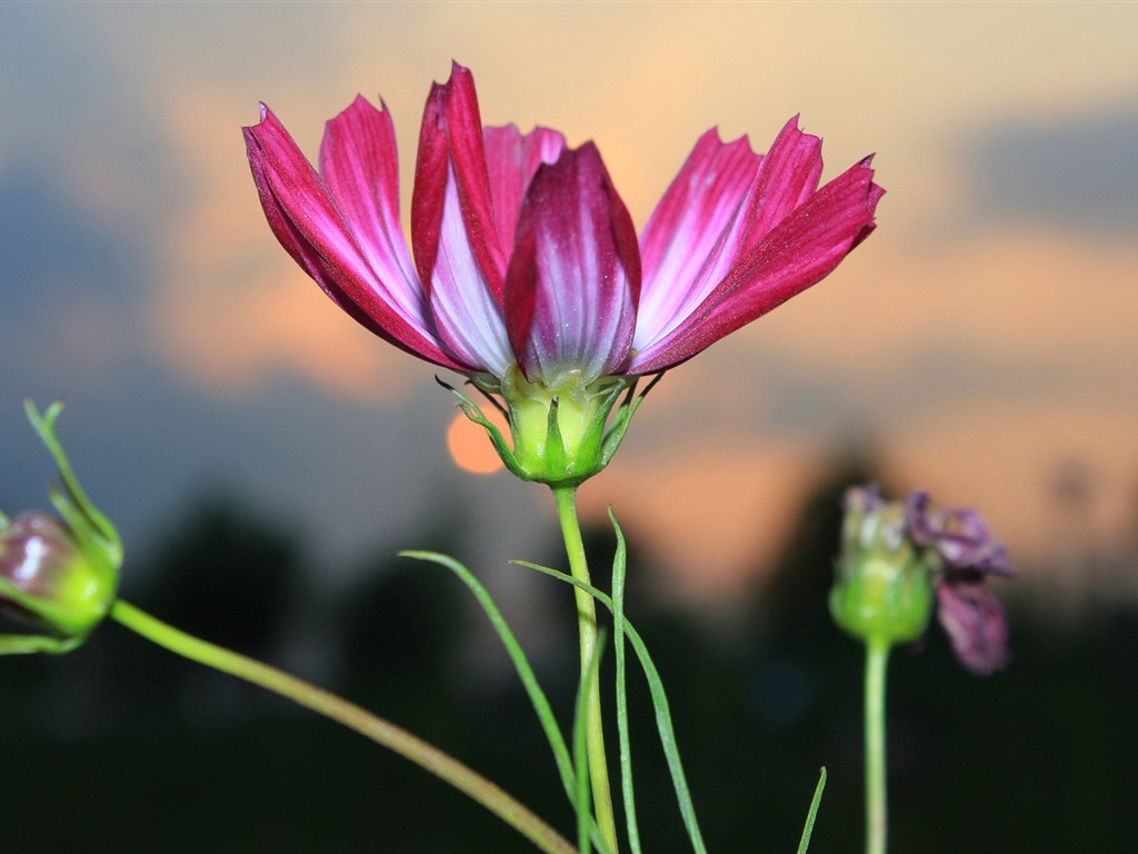 Gesang fonds d'écran fleurs de bureau #13 - 1024x768