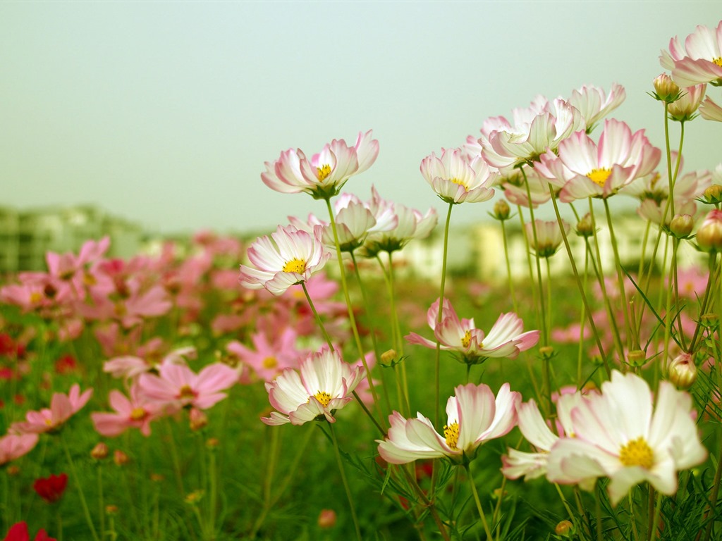 Gesang fonds d'écran fleurs de bureau #14 - 1024x768