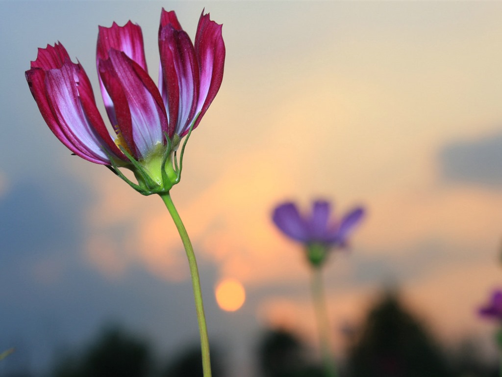 格桑鮮花桌面壁紙 #16 - 1024x768
