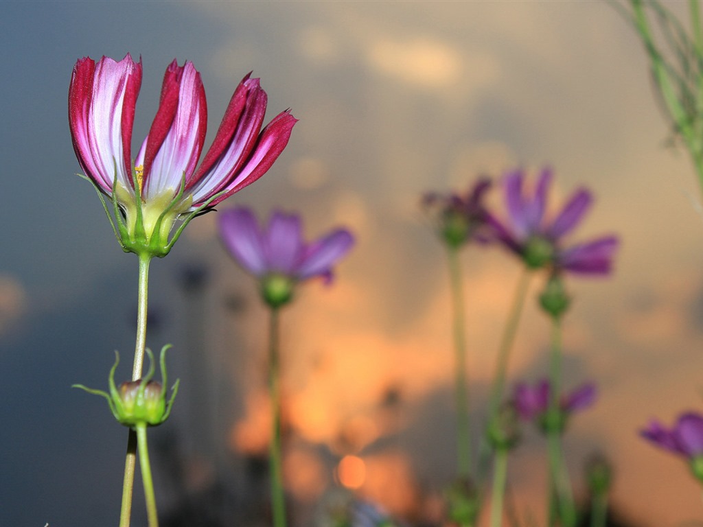 格桑鮮花桌面壁紙 #17 - 1024x768