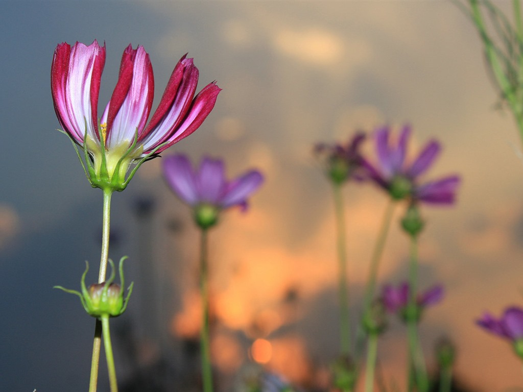 Gesang fonds d'écran fleurs de bureau #17 - 1024x768