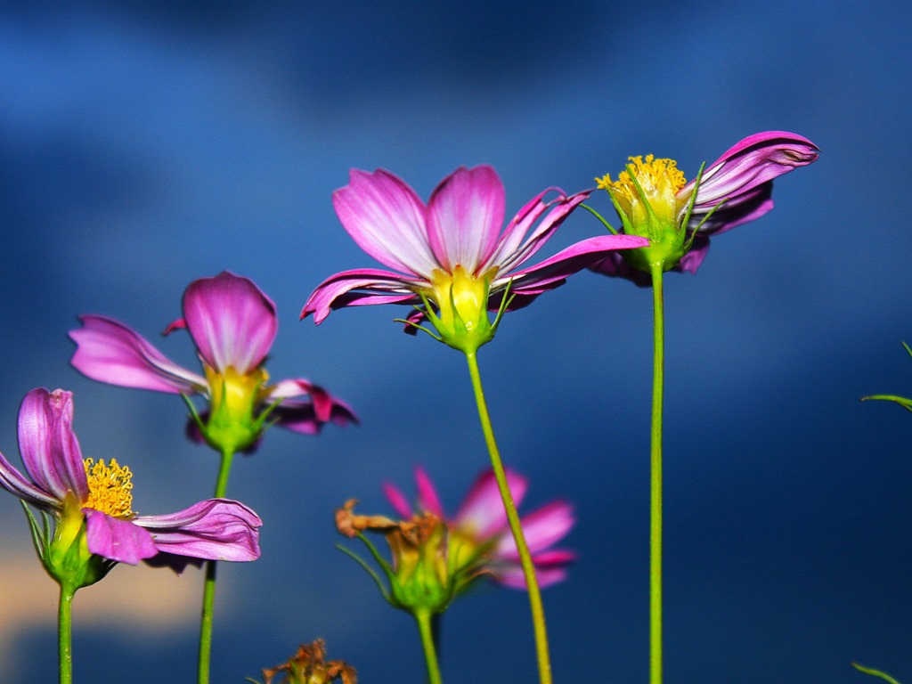 Gesang fonds d'écran fleurs de bureau #18 - 1024x768