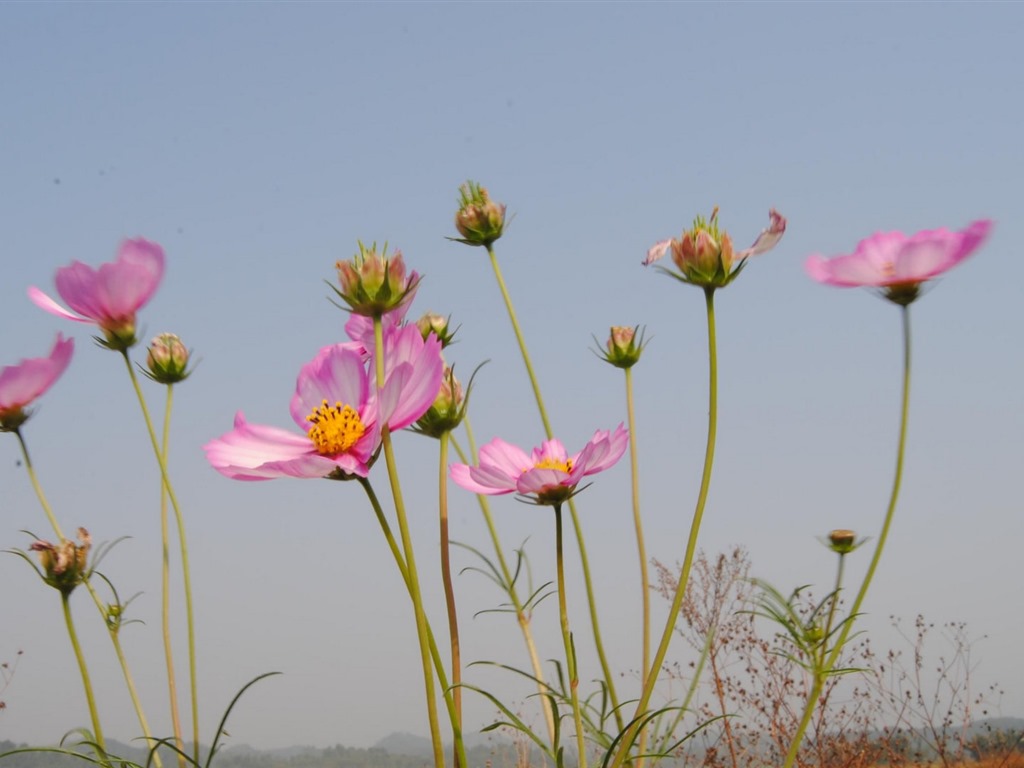 格桑鮮花桌面壁紙 #19 - 1024x768