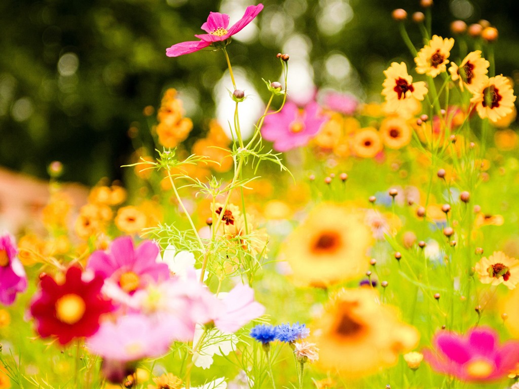 flores y plantas frescas de primavera fondos de pantalla con temas #6 - 1024x768