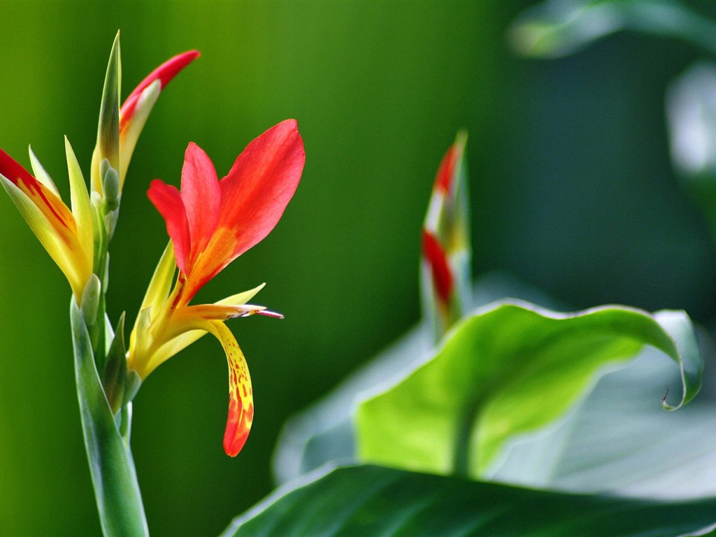 flores y plantas frescas de primavera fondos de pantalla con temas #7 - 1024x768