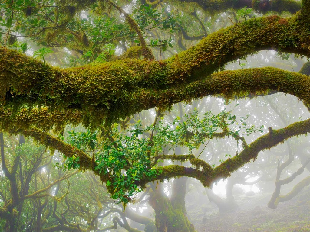Března 2016 Bing téma HD tapety na plochu #23 - 1024x768