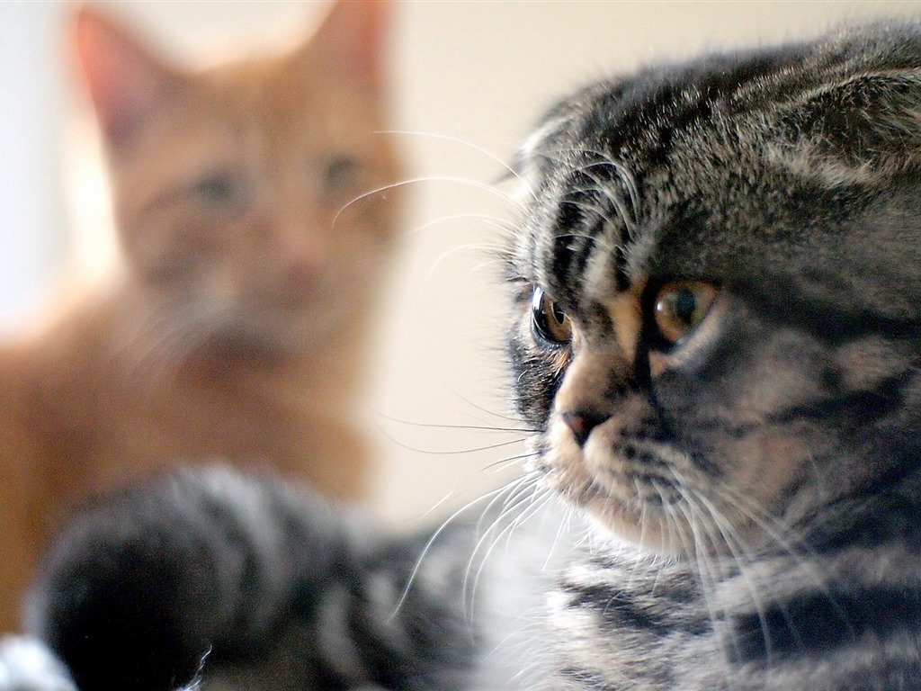 Roztomilé domácí zvířata, Scottish Fold kočka HD tapety na plochu #2 - 1024x768