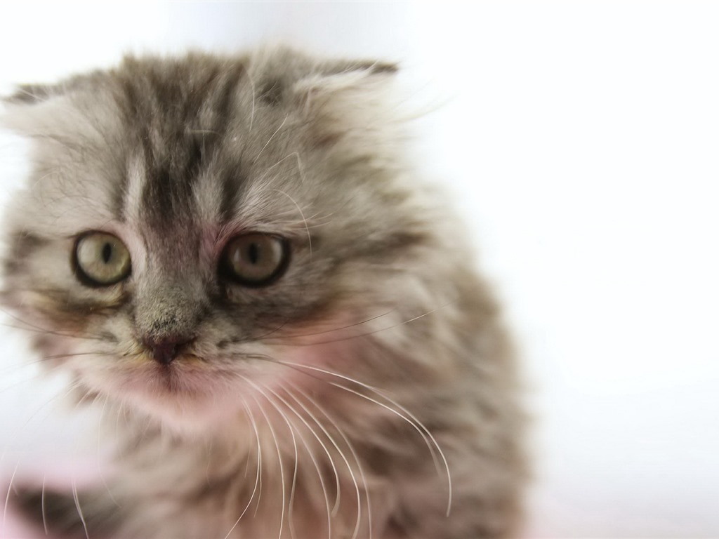 Tierisch, Scottish Fold Katze HD Wallpaper #3 - 1024x768