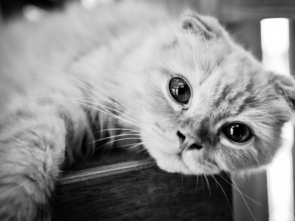 Roztomilé domácí zvířata, Scottish Fold kočka HD tapety na plochu #10 - 1024x768