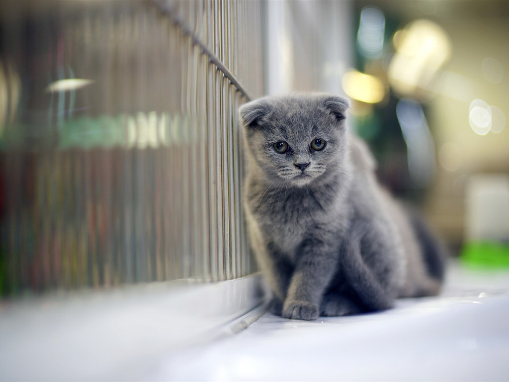 Roztomilé domácí zvířata, Scottish Fold kočka HD tapety na plochu #16 - 1024x768