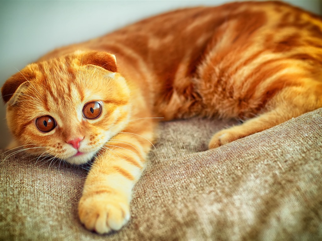 귀여운 애완 동물, 스코틀랜드 배 고양이의 HD 배경 화면 #28 - 1024x768