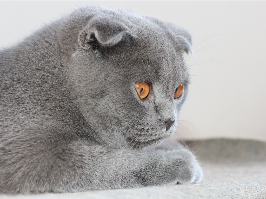 animaux mignons, écossais fonds d'écran HD Fold chat #34 - 1024x768