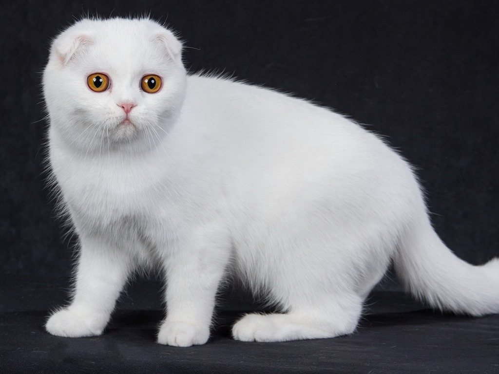 Roztomilé domácí zvířata, Scottish Fold kočka HD tapety na plochu #39 - 1024x768