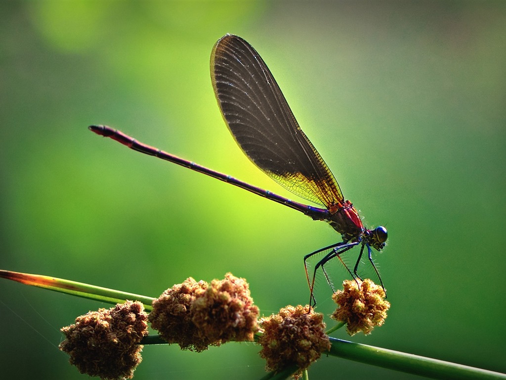 Insectos primer plano, fondos de pantalla de alta definición de la libélula #3 - 1024x768