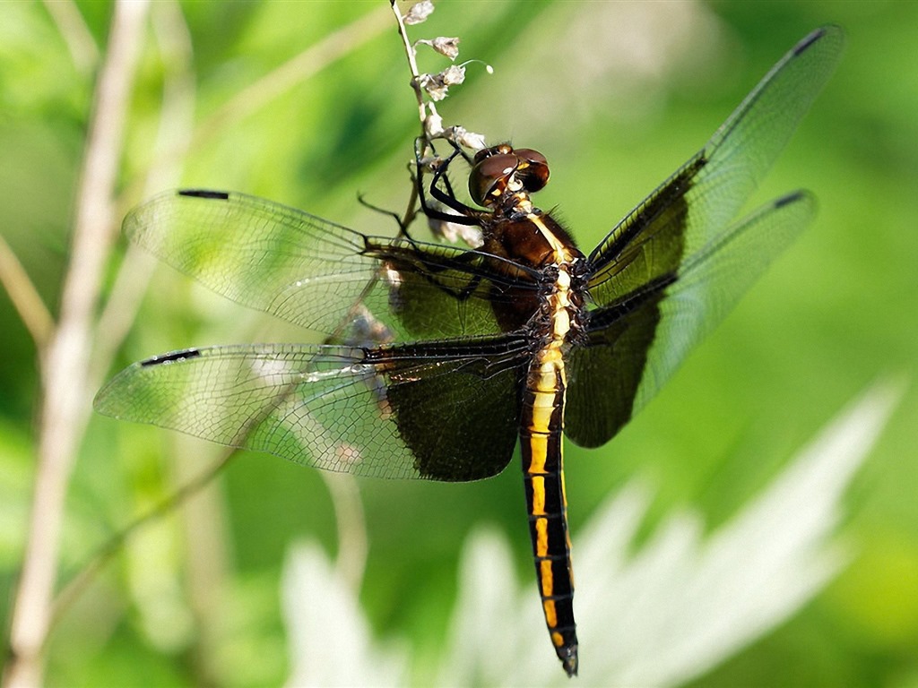 Insectos primer plano, fondos de pantalla de alta definición de la libélula #5 - 1024x768