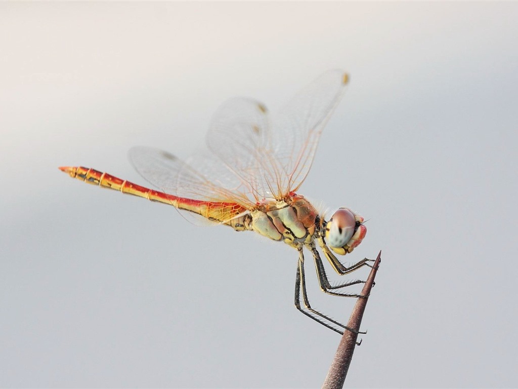 Insect close-up, dragonfly HD wallpapers #6 - 1024x768