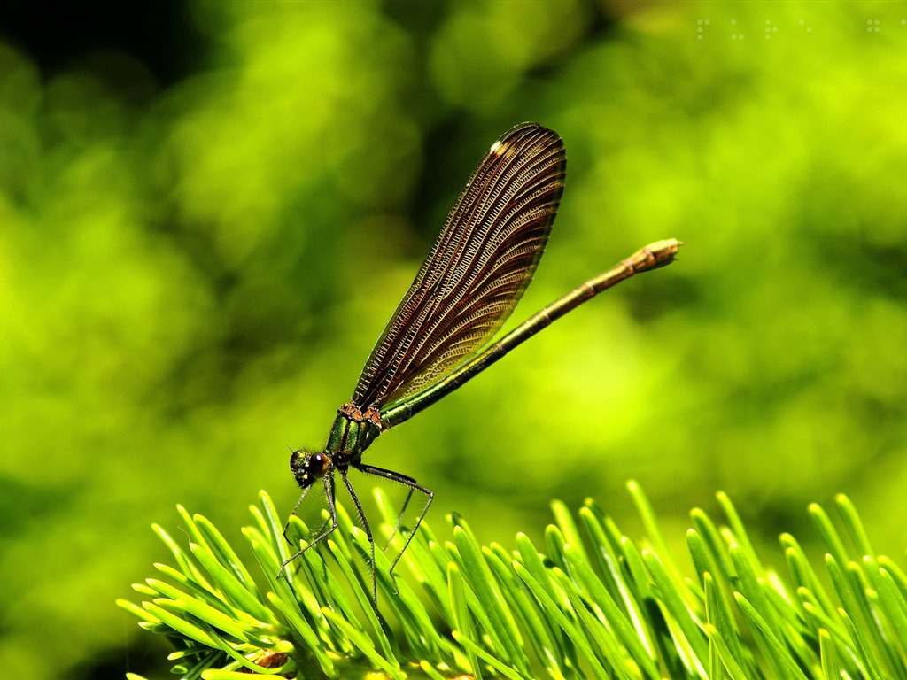 Insectos primer plano, fondos de pantalla de alta definición de la libélula #23 - 1024x768