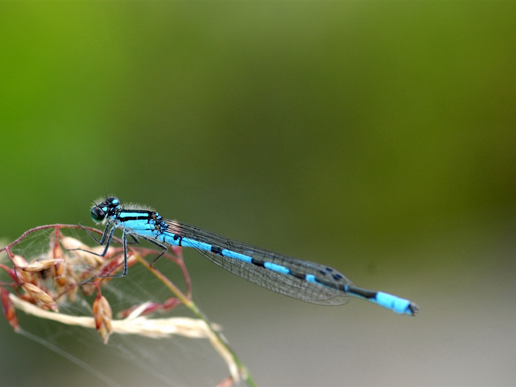 Insectos primer plano, fondos de pantalla de alta definición de la libélula #24 - 1024x768