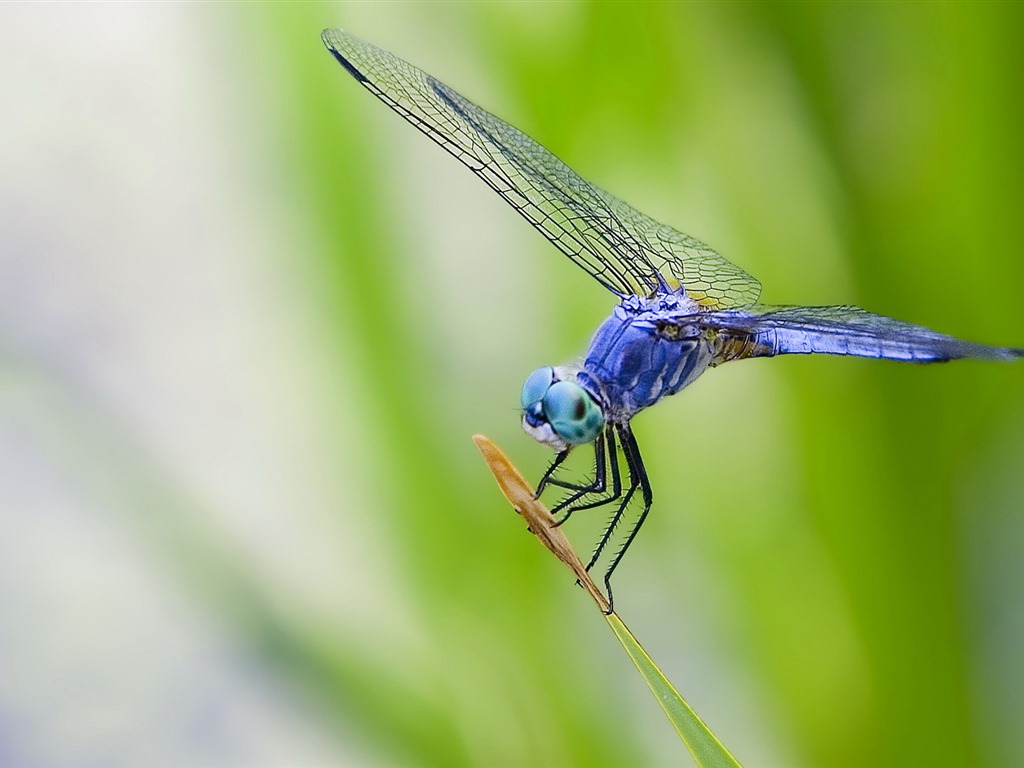 Insectos primer plano, fondos de pantalla de alta definición de la libélula #25 - 1024x768