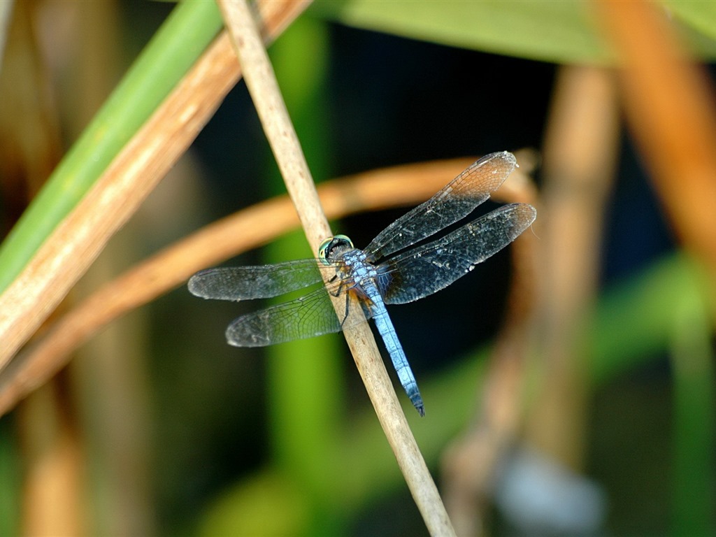 Insectos primer plano, fondos de pantalla de alta definición de la libélula #26 - 1024x768