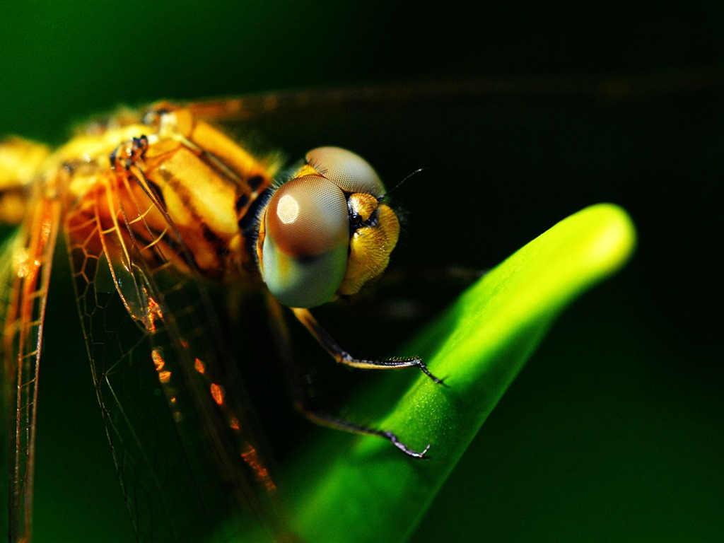 Insectos primer plano, fondos de pantalla de alta definición de la libélula #29 - 1024x768