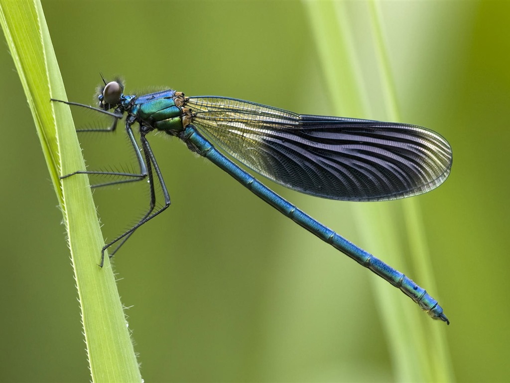 Insectos primer plano, fondos de pantalla de alta definición de la libélula #30 - 1024x768