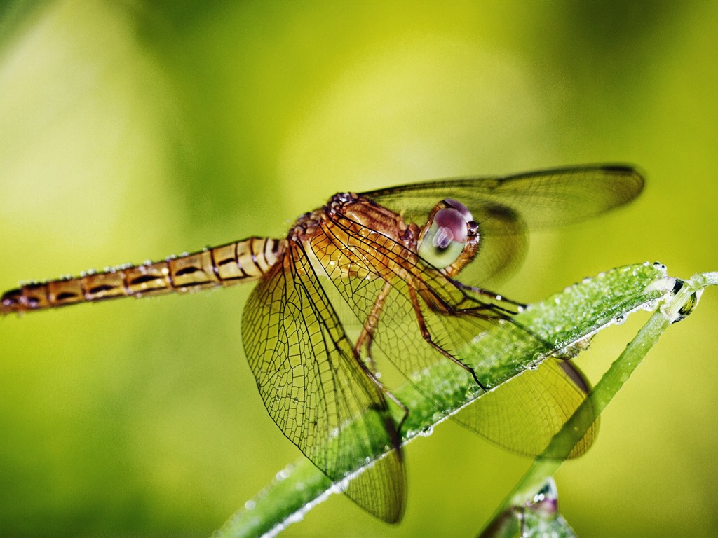 Insecte close-up, fonds d'écran HD libellule #33 - 1024x768