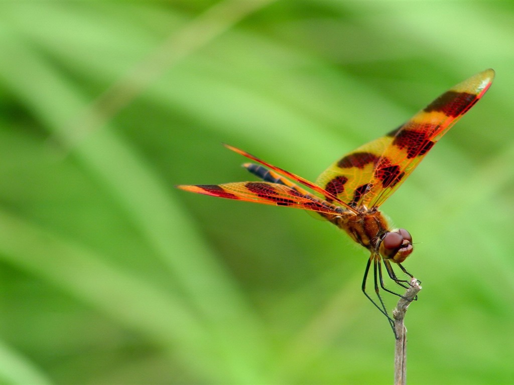 Insectos primer plano, fondos de pantalla de alta definición de la libélula #34 - 1024x768