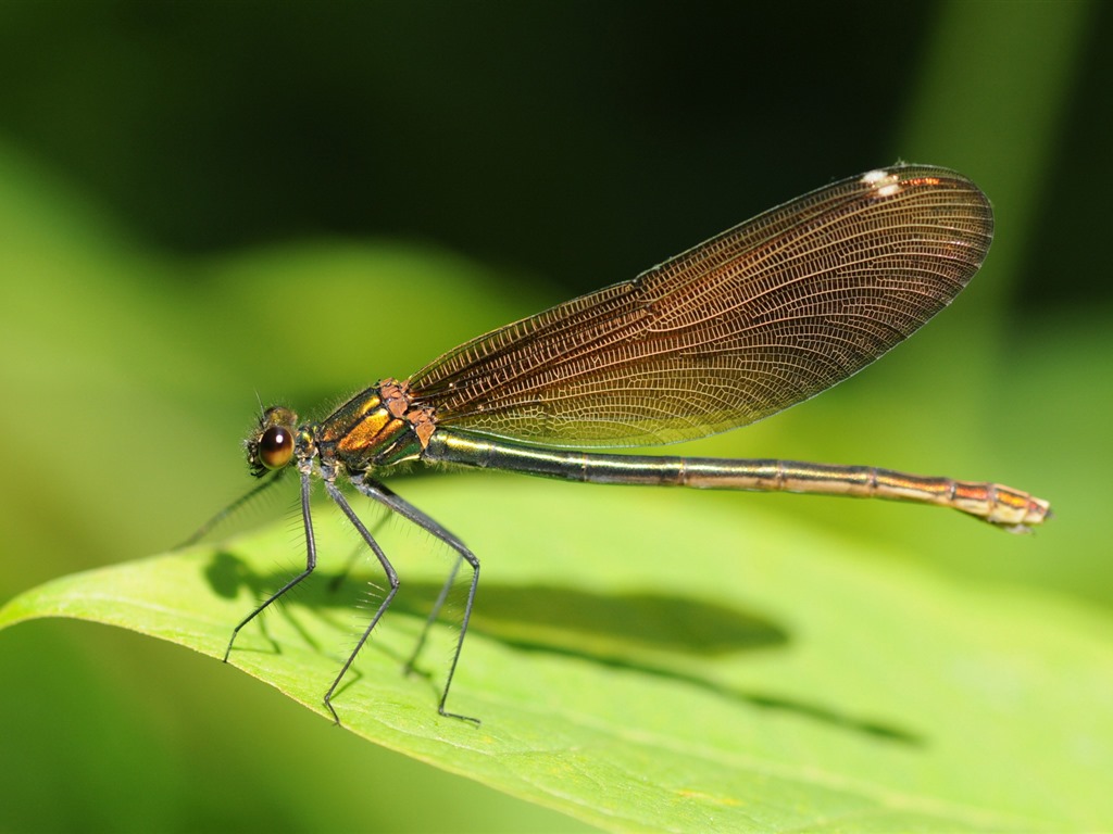 Insectos primer plano, fondos de pantalla de alta definición de la libélula #36 - 1024x768