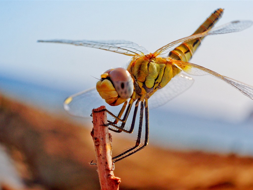 Insectos primer plano, fondos de pantalla de alta definición de la libélula #39 - 1024x768