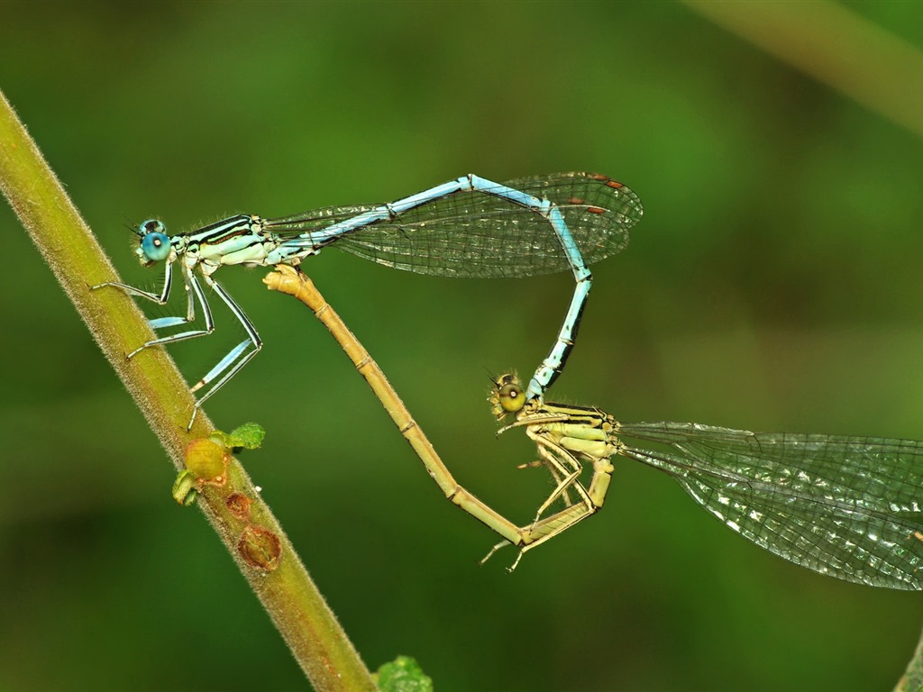 Insectos primer plano, fondos de pantalla de alta definición de la libélula #40 - 1024x768