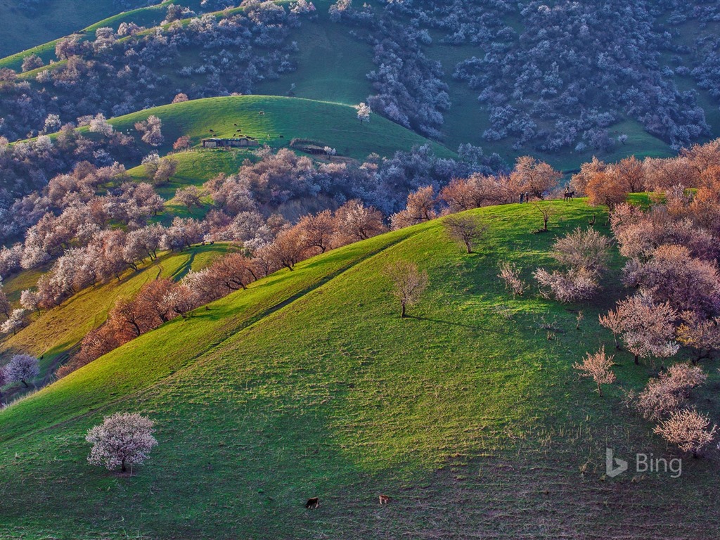 Května 2016 Bing téma HD tapety na plochu #10 - 1024x768