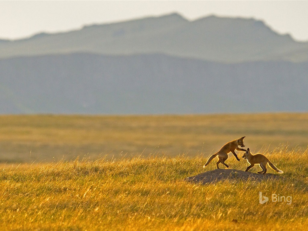 Mai 2016 fonds d'écran Bing thème HD #16 - 1024x768