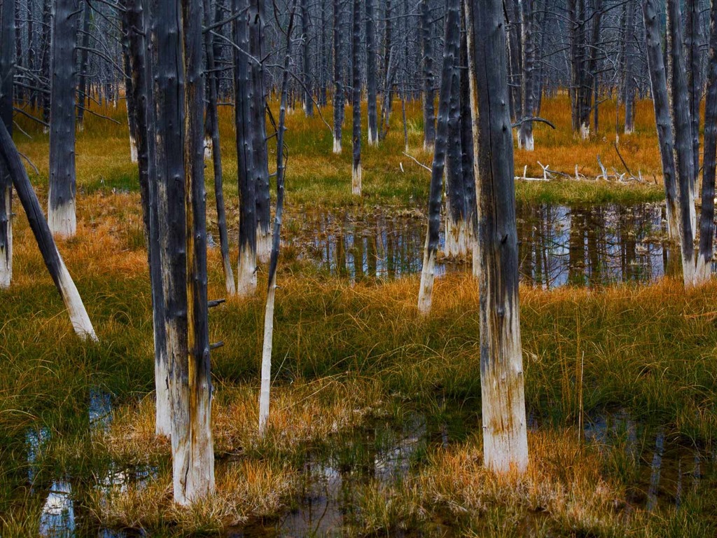 De junio de 2016 fondos de pantalla HD tema de Bing (1) #2 - 1024x768