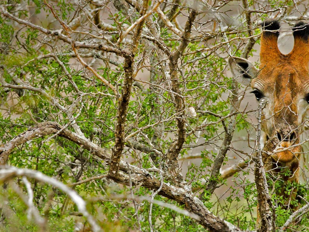 De junio de 2016 fondos de pantalla HD tema de Bing (1) #24 - 1024x768