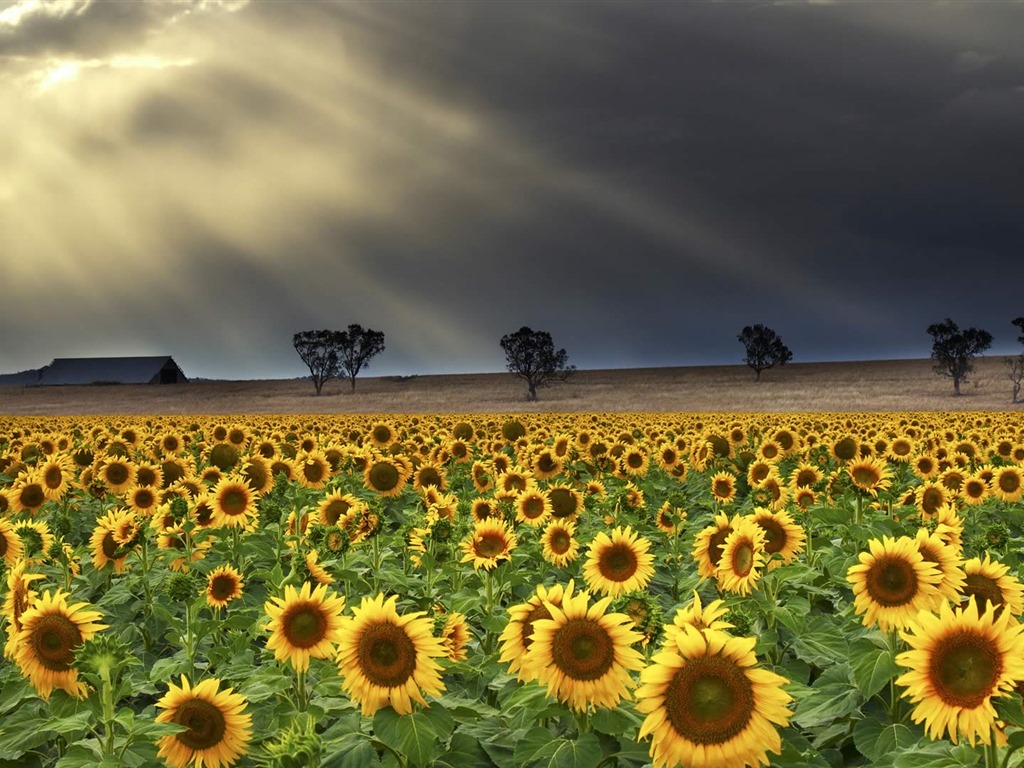 De junio de 2016 fondos de pantalla HD tema de Bing (1) #25 - 1024x768