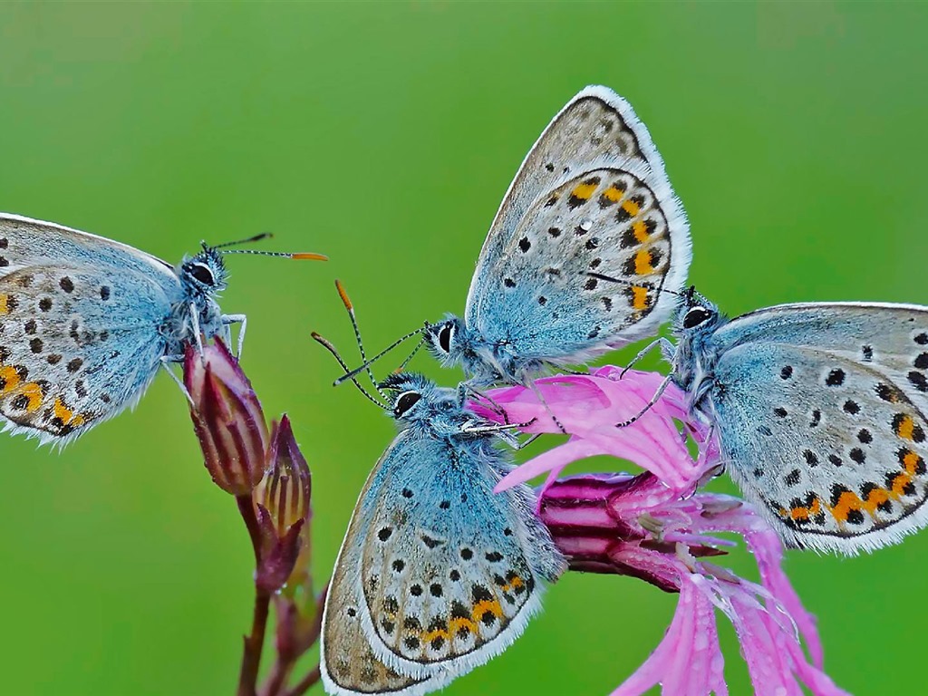 Června 2016 Bing téma HD tapety na plochu (2) #15 - 1024x768
