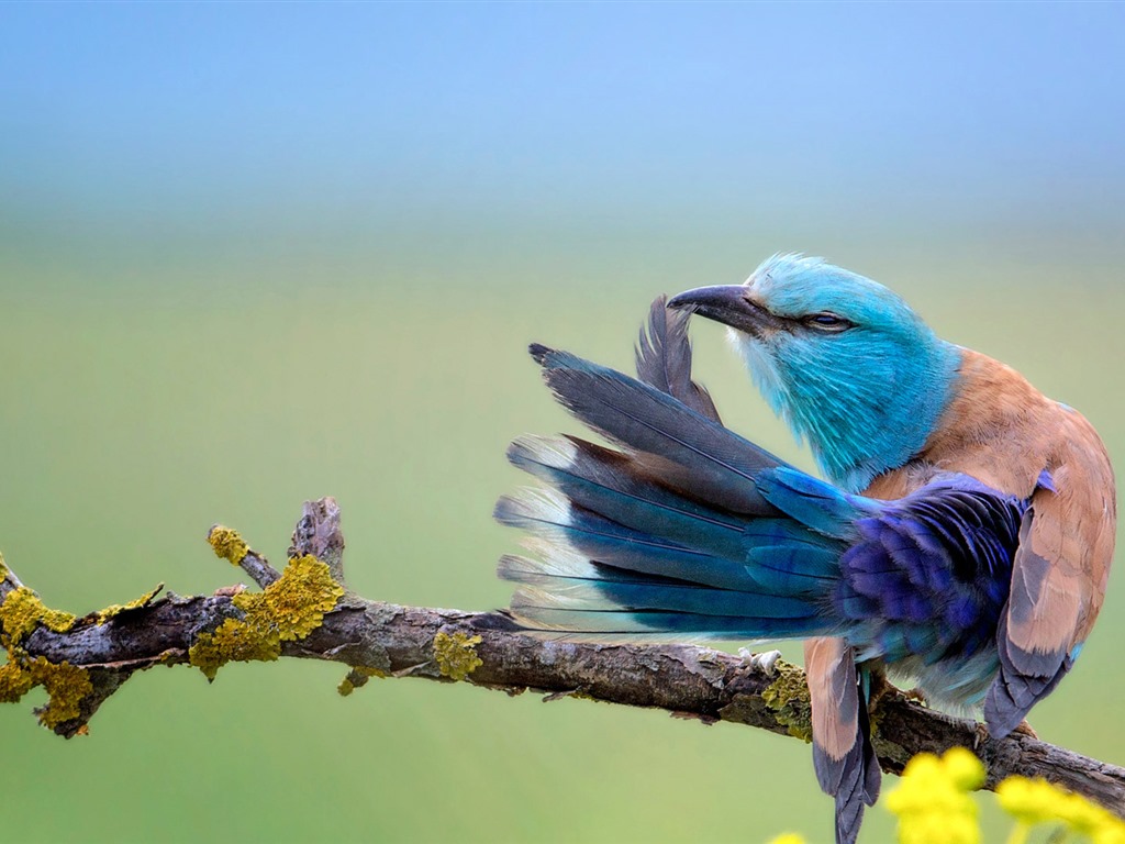 Července 2016 Bing téma HD tapety na plochu (2) #28 - 1024x768