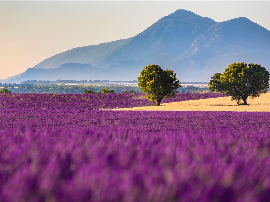 September 2016 Bing Thema HD Hintergrundbilder (1) #31 - 1024x768