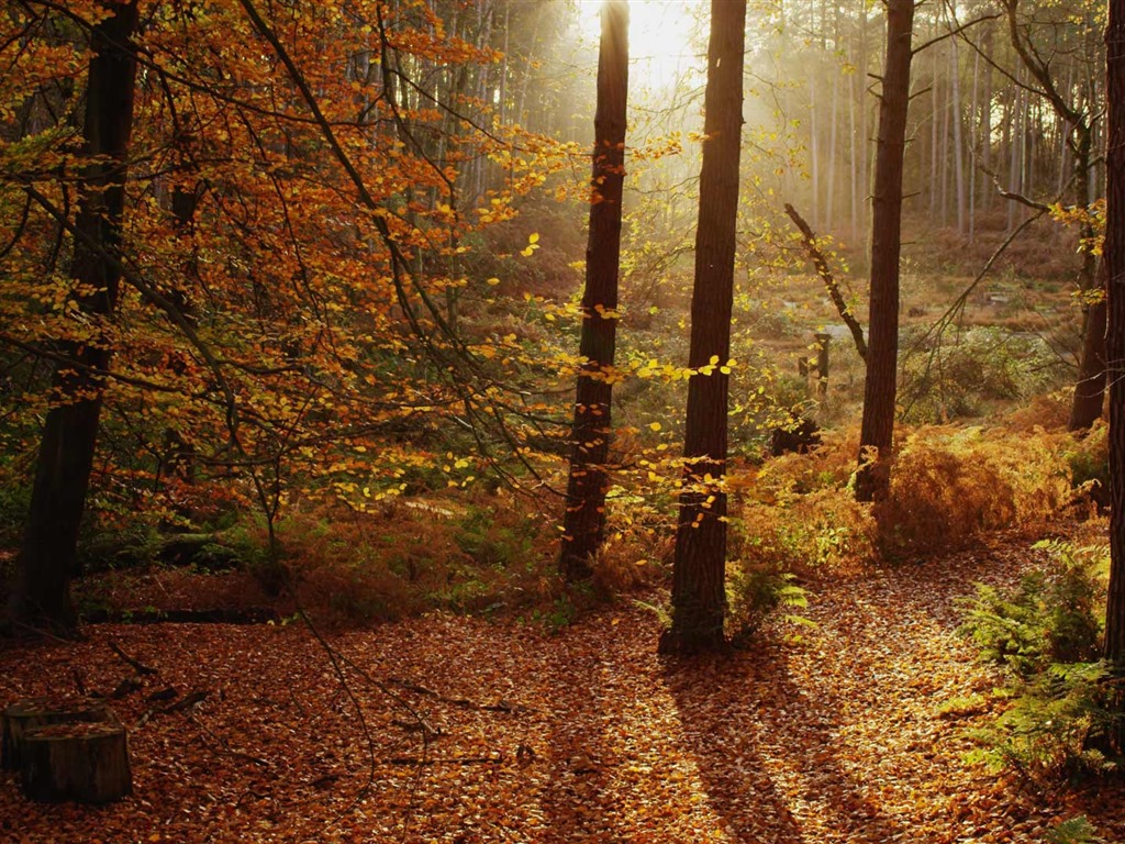 Septembre 2016 Bing thème Fonds d'écran HD (2) #4 - 1024x768