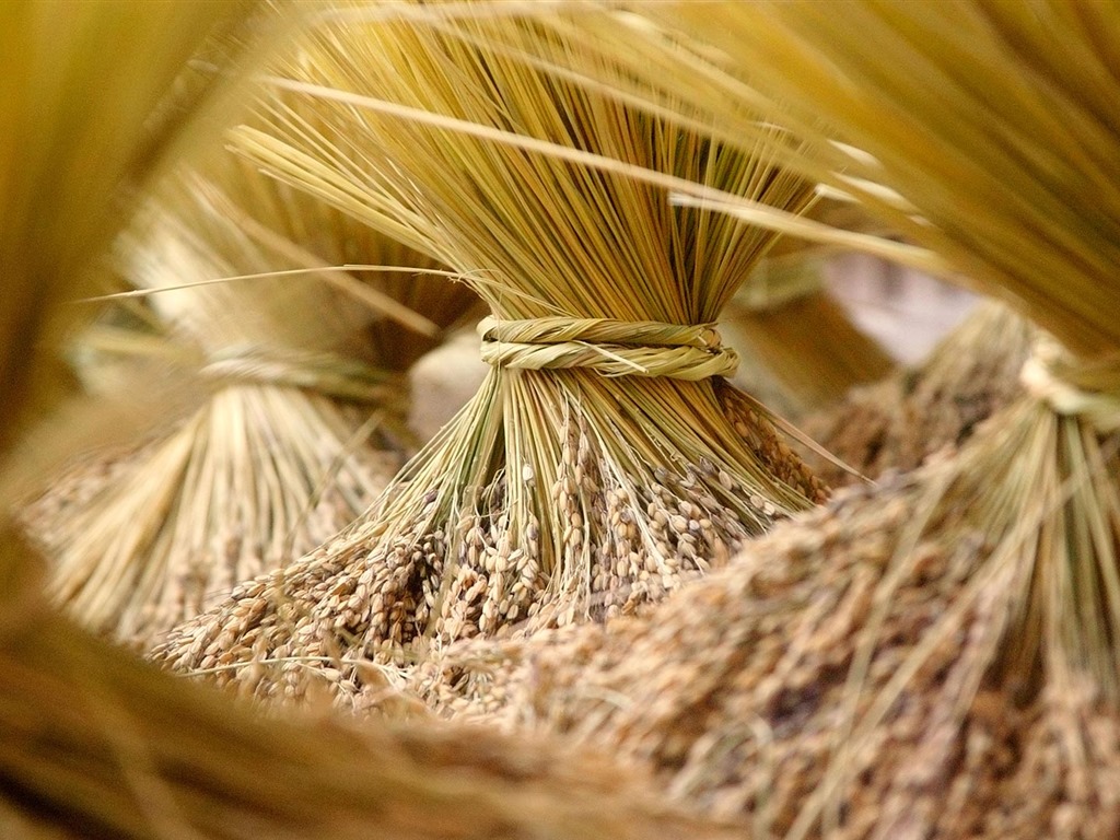 Septembre 2016 Bing thème Fonds d'écran HD (2) #6 - 1024x768