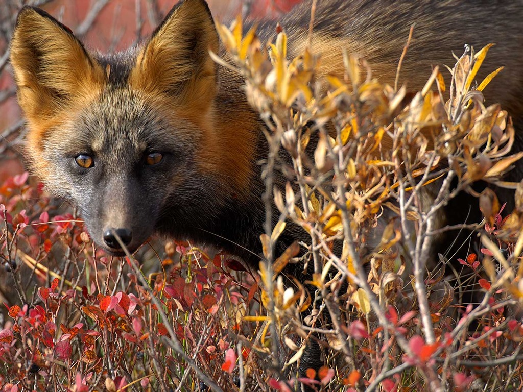 Octubre de 2016 Bing tema HD fondos de pantalla (1) #31 - 1024x768